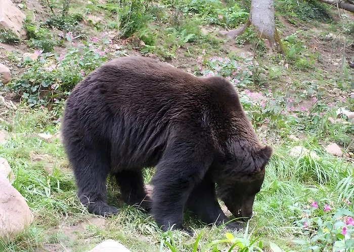 Gaestehaus Brigitte Schoch Bad Rippoldsau-Schapbach